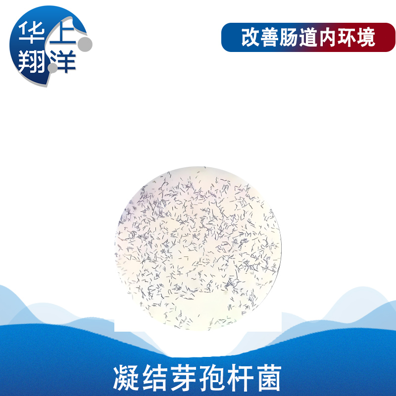 凝結芽孢桿菌-Bacillus coagulans