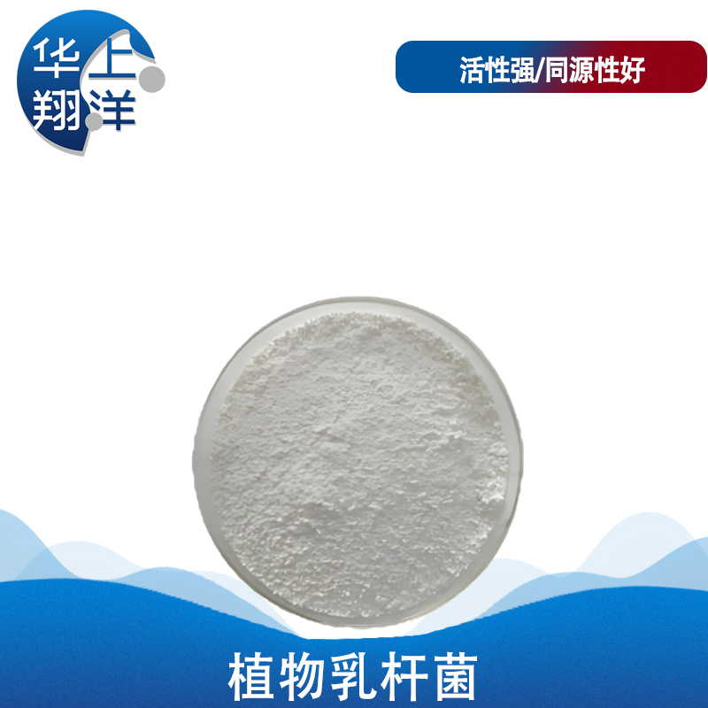 植物乳桿菌-lactobacillus plantarum