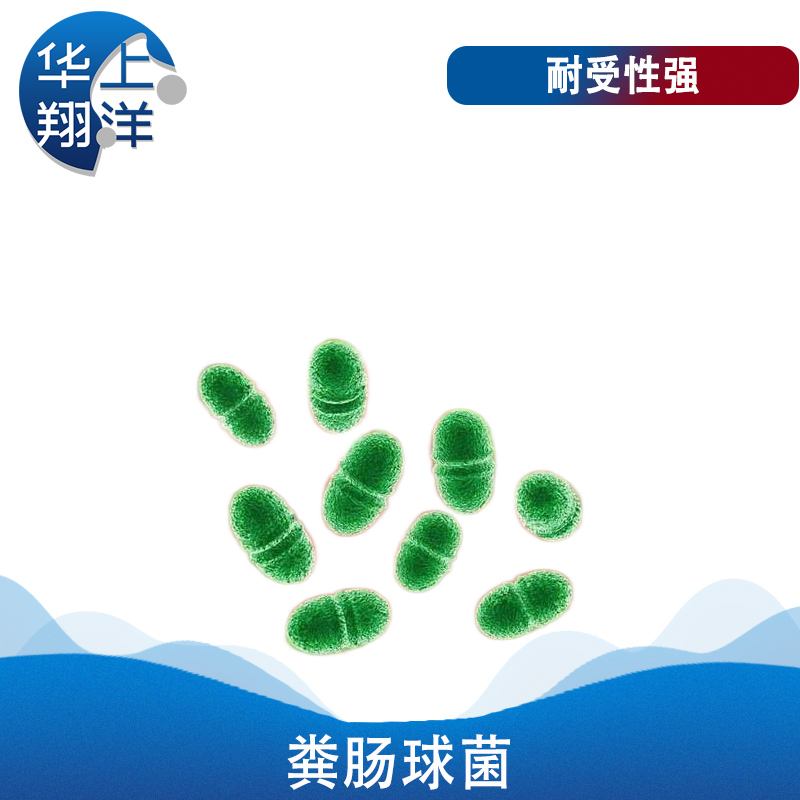 糞腸球菌-Enterococcus faecalis