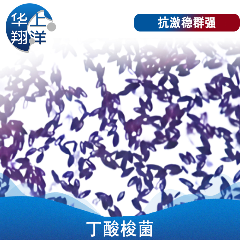 丁酸梭菌-Clostridium butyricum